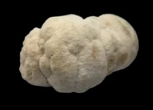 Lion’s Mane Focus - Boosts mental clarity, sharpens memory, and supports cognitive performance.