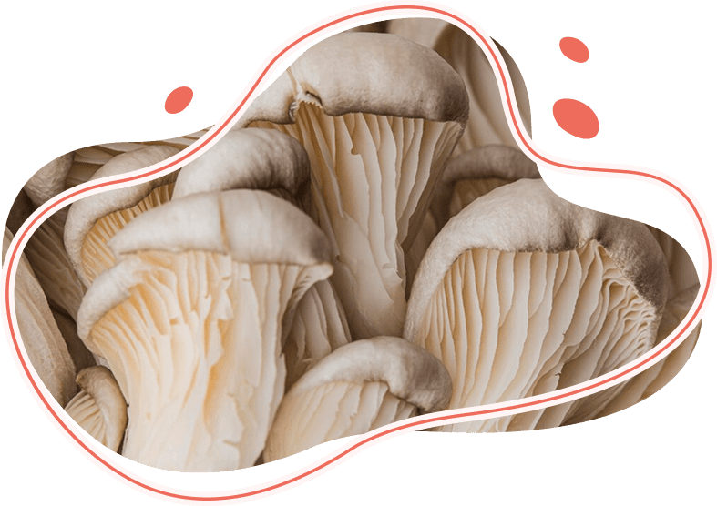 Shroom Groove Mushroom image