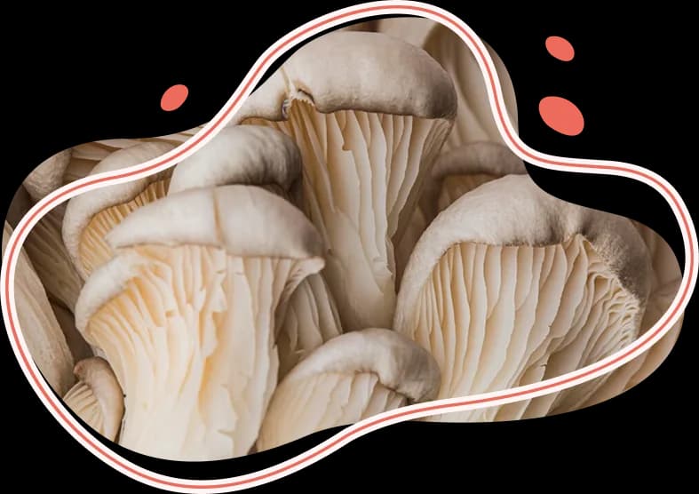 Shroom Groove Mushroom image