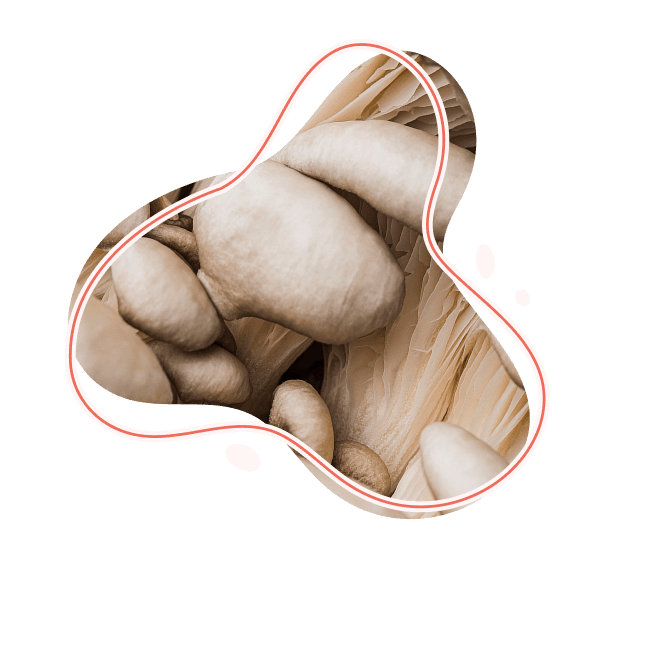 Illustration of Shroom Groove mushroom emphasizing quality