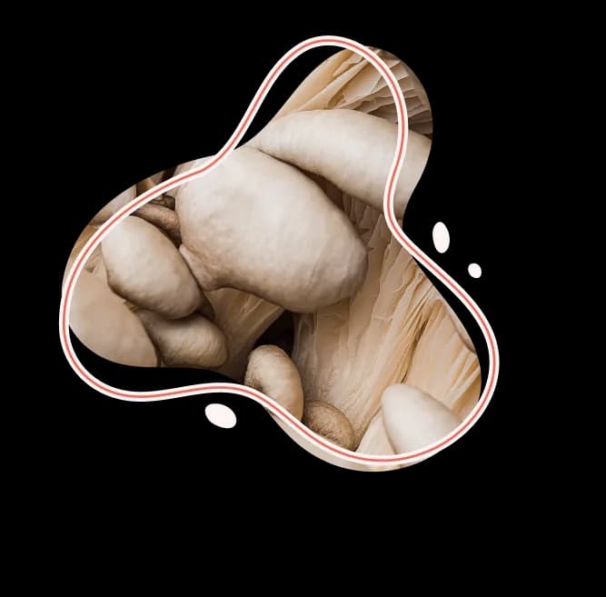 Illustration of Shroom Groove mushroom emphasizing quality