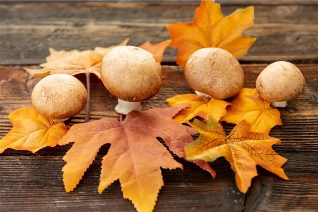  Midwest mushrooms